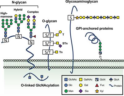 Glycosylation in Cervical Cancer: New Insights and Clinical Implications